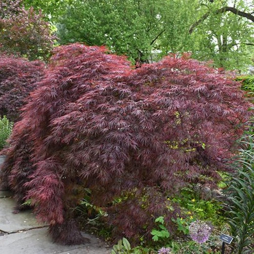 Crimson Queen Japanese Maple - Garden Centre - Nursery