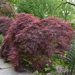 Crimson Queen Japanese Maple - Garden Centre - Nursery