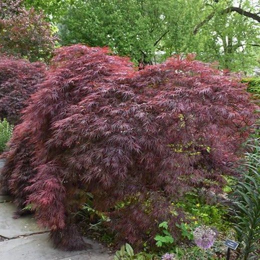 Crimson Queen Japanese Maple - Garden Centre - Nursery