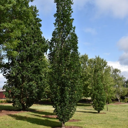 Skinny Genes Oak - Garden Centre - Nursery