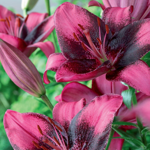 Lily, Purple Dream - Garden Centre - Nursery