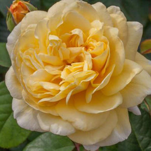 Rose, Moonlight Romantica - Garden Centre - Nursery