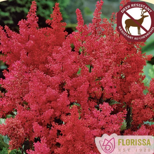 Japanese Spirea, Montgomery - Garden Centre - Nursery