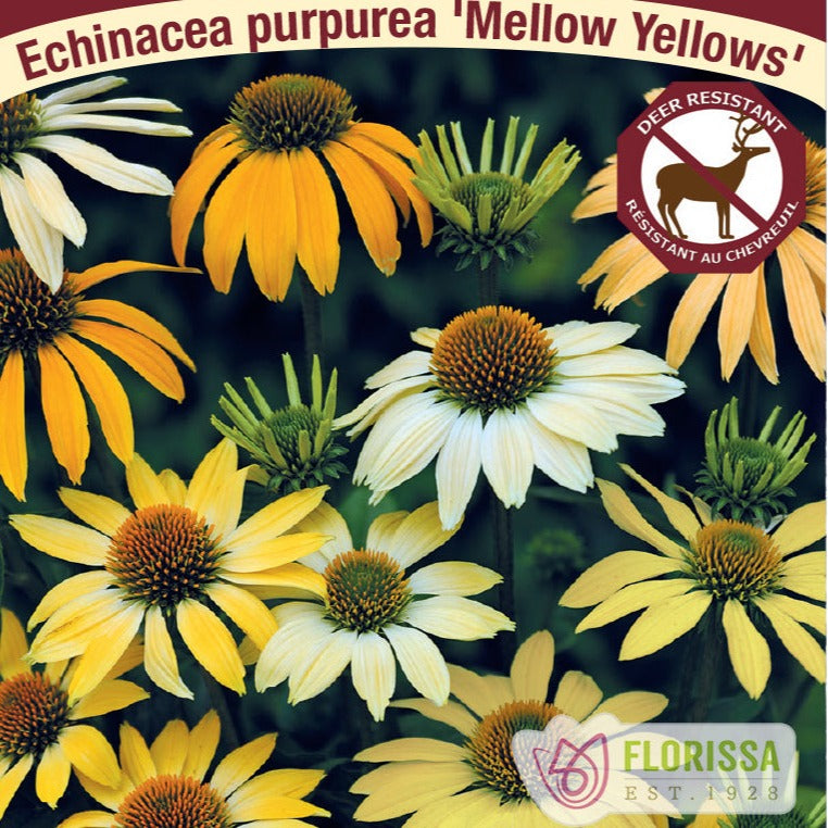 Coneflower, Mellow Yellow - Garden Centre - Nursery