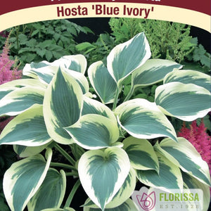 Hosta, Blue Ivory - Garden Centre - Nursery