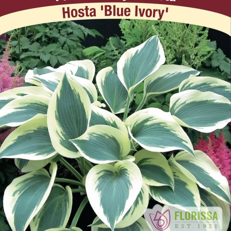 Hosta, Blue Ivory - Garden Centre - Nursery