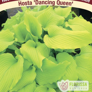 Hosta, Dancing Queen - Garden Centre - Nursery
