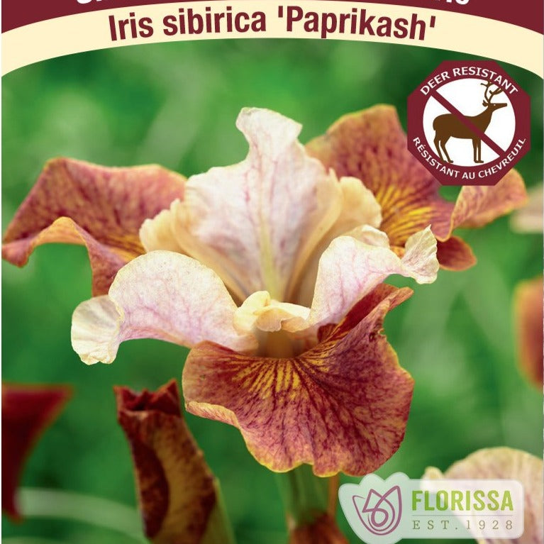 Iris, Paprikash - Garden Centre - Nursery