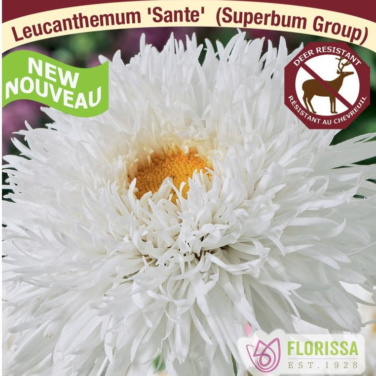 Shasta Daisy, Sante - Garden Centre - Nursery