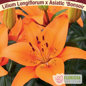 Lily, LA Hybrid Bonsoir - Garden Centre - Nursery