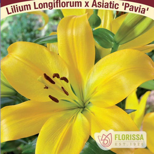Lily, LA Hybrid Pavia - Garden Centre - Nursery