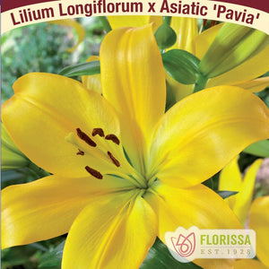Lily, LA Hybrid Pavia - Garden Centre - Nursery