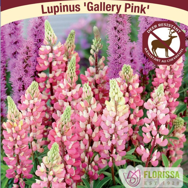 Lupine,Gallery Pink - Garden Centre - Nursery