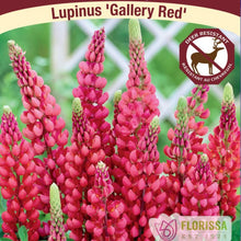 Load image into Gallery viewer, Lupine, Gallery Red - Garden Centre - Nursery