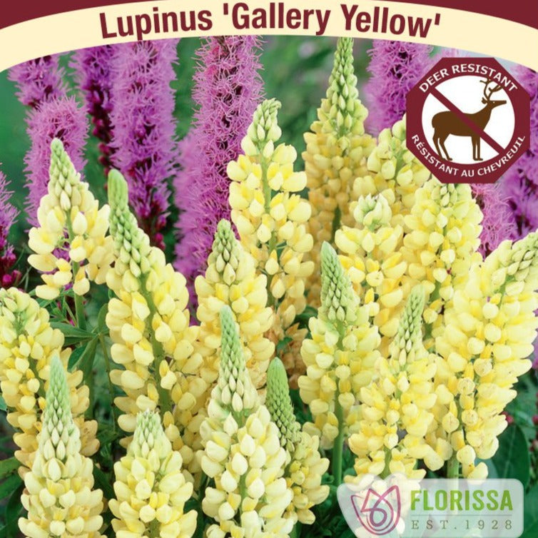 Lupine, Gallery Yellow - Garden Centre - Nursery