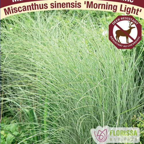 Maiden Grass, Morning Light - Garden Centre - Nursery