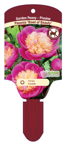 Peony, Bowl of Beauty - Garden Centre - Nursery