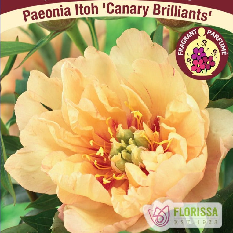 Itoh Peony, Canary Brilliants - Garden Centre - Nursery