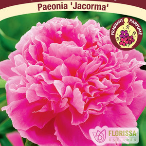 Peony, Jacorma - Garden Centre - Nursery