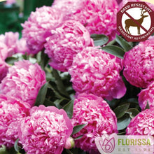 Load image into Gallery viewer, Garden Peony, Monsieur Jules Elie - Garden Centre - Nursery