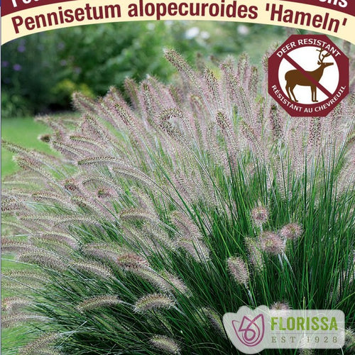 Fountain Grass, Hameln - Garden Centre - Nursery