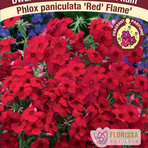Phlox, Red Flame - Garden Centre - Nursery