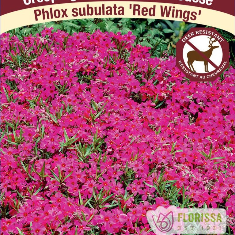 Creeping Phlox, Red Wings – Songsco.com