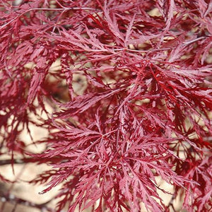 Red Dragon Japanese Maple - Garden Centre - Nursery