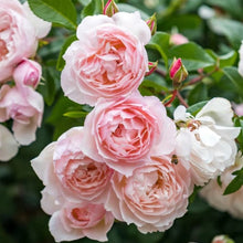 Load image into Gallery viewer, David Austin Climbing Rose, The Generous Gardener - Garden Centre - Nursery