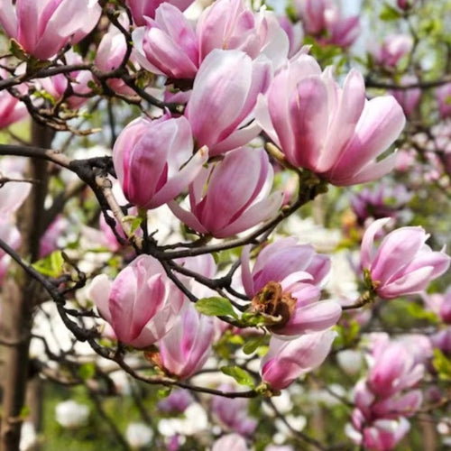 Magnolia, Saucer - Garden Centre - Nursery