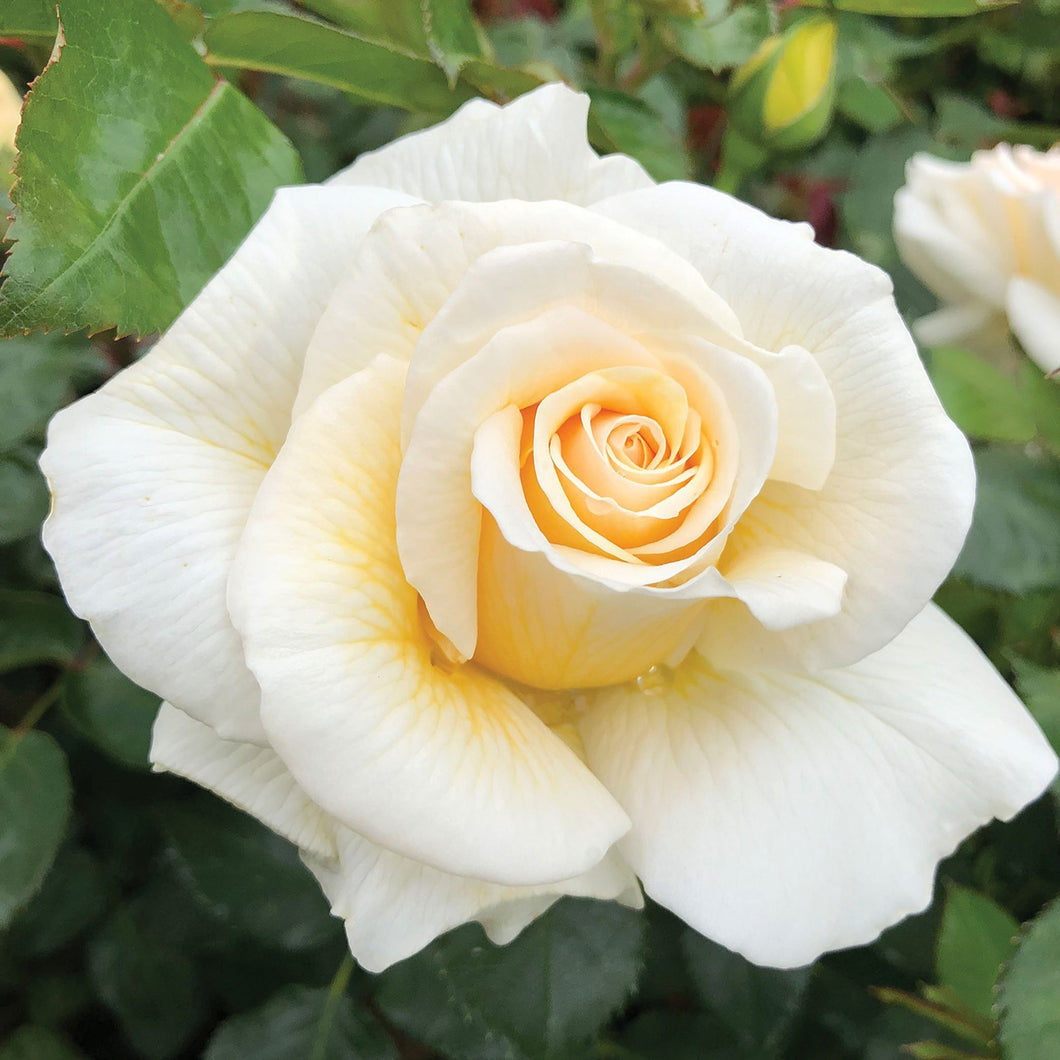 Rose, Soft and Sweet - Garden Centre - Nursery