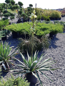 Adam’s Needle Yucca - Garden Centre - Nursery