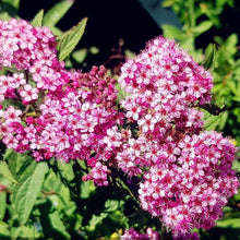Load image into Gallery viewer, Anthony Waterer Spirea - Garden Centre - Nursery