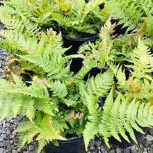 Load image into Gallery viewer, Autumn Fern 'Brilliance' - Garden Centre - Nursery
