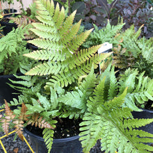 Load image into Gallery viewer, Autumn Fern 'Brilliance' - Garden Centre - Nursery