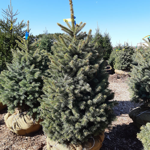 Baby Blue Spruce - Garden Centre - Nursery