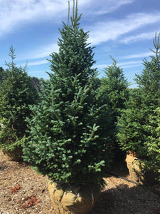 Balsam Fir - Garden Centre - Nursery