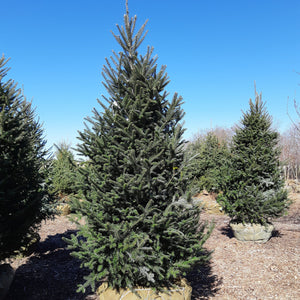 Balsam Fir - Garden Centre - Nursery