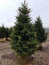 Load image into Gallery viewer, Balsam Fir - Garden Centre - Nursery