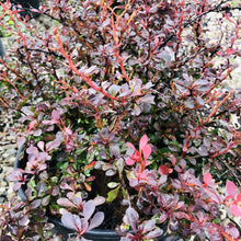 Load image into Gallery viewer, Royal Burgundy Barberry - Garden Centre - Nursery