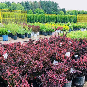 Royal Burgundy Barberry - Garden Centre - Nursery