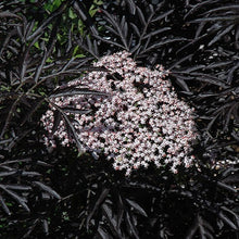 Load image into Gallery viewer, Black Lace Elderberry - Garden Centre - Nursery