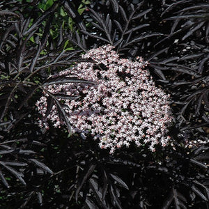 Black Lace Elderberry - Garden Centre - Nursery