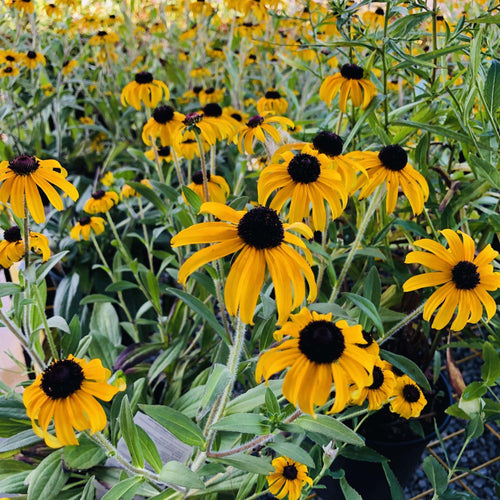 Black-Eyed Susan, 'American Gold Rush' - Garden Centre - Nursery