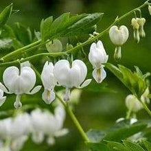 Load image into Gallery viewer, Bleeding Heart, Alba - Garden Centre - Nursery