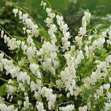 Load image into Gallery viewer, Bleeding Heart, Alba - Garden Centre - Nursery