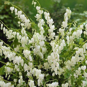 Bleeding Heart, Alba - Garden Centre - Nursery
