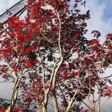 Load image into Gallery viewer, Bloodgood Japanese Maple - Garden Centre - Nursery