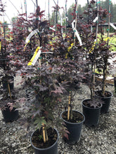 Load image into Gallery viewer, Bloodgood Japanese Maple - Garden Centre - Nursery