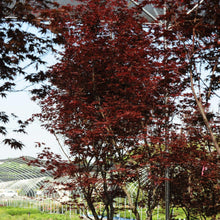 Load image into Gallery viewer, Bloodgood Japanese Maple - Garden Centre - Nursery